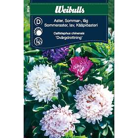 Weibulls Frö Aster Sommar låg