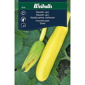 Weibulls Grönsaksfrö Frö Squash 'Solei' Solei