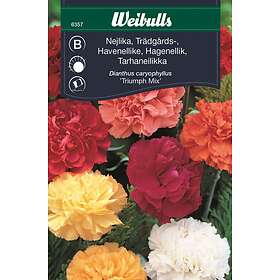 Weibulls Blomfrö Frö Nejlika trädgårds Trädgårdsmix mix Vit / Rosa Röd