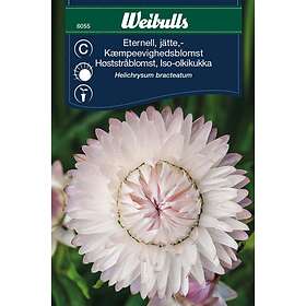 Weibulls Frö Eternell jätte-Silverpink Rosa