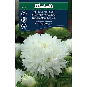 Aster storblom vit