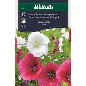 Weibulls Blomfrö Frö Malva bland Prakt Vit / Rosa Röd