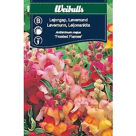 Weibulls Frö Lejongap Frosted Flames