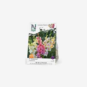 Nelson Garden Vårlök Gladiolus Lovely Match Fiddekulla