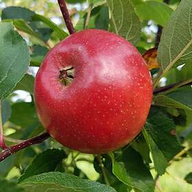 Äppleträd Folke E Äpple