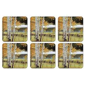 Pimpernel Birch Beauty 6-pack