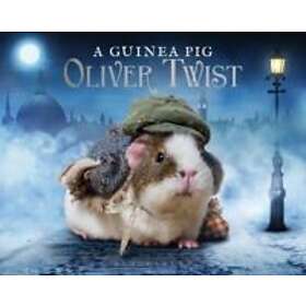 A Guinea Pig Oliver Twist