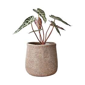 Affari of Sweden Camille Kruka Ø15cm