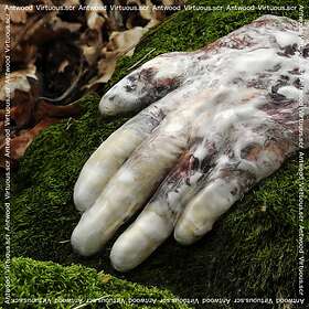 Antwood Virtuous.Scr. CD