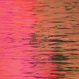 Silverstein Dead Reflection CD