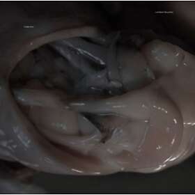 Croatian Amor Love Means Taking Action CD