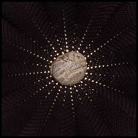 Nat Baldwin In The Hollows CD