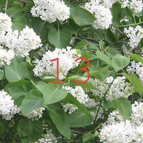 Matriarkatet 5/5 // 13 LP