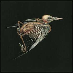 Jenny Hval & Susanna Meshes Of CD