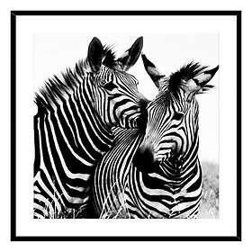 Versa Tavla Zebra Glas (2 x 50 cm)