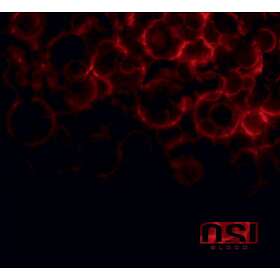 O.S.I. Blood CD