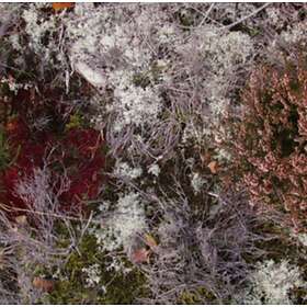 Fursaxa Mycorrhizae Realm CD