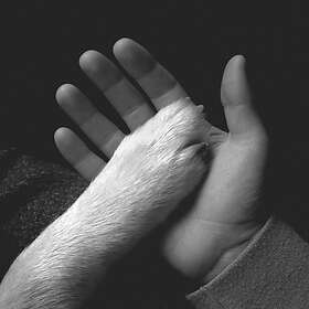 Jaws Of Love Tasha Sits Close To The Piano CD