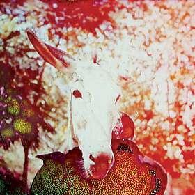 Jerusalem In My Heart If He Dies, CD