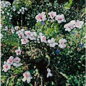 Jess Locke Don't Yourself Why CD