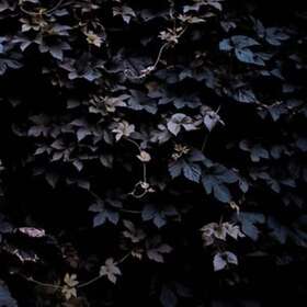 Michael Vallera Vivid Flu CD