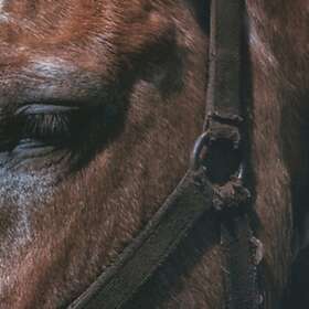 Darto Fundamental LP