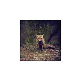 Winterpills Songs CD