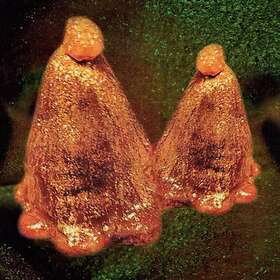 Black To Comm Oocyte Oil & Stolen Androgens LP