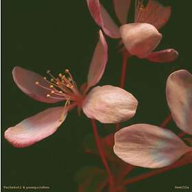 Pachakuti & Young.Vishnu Semilla LP
