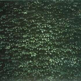 Tarentel The Order Of Things CD