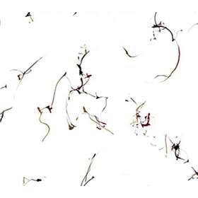 Jazz Winged Serpents Encomiums For Cecil Taylor CD