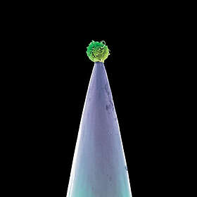 Peter New Blood Special Edition CD