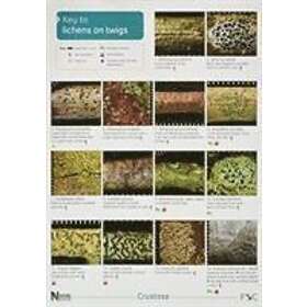 A Key to Lichens on Twigs