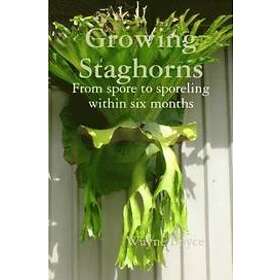 Growing Staghorns from Spore