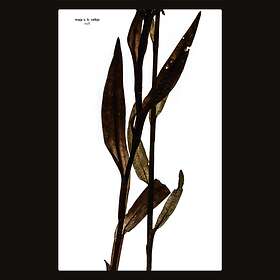 Maja S. K. Ratkje Sult CD