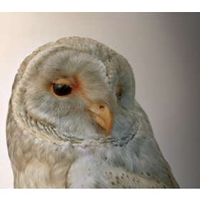 Aidan O'Rourke 365:Volume 1 CD