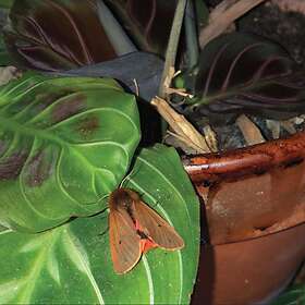 Dies Lexic Lexicon Hall LP