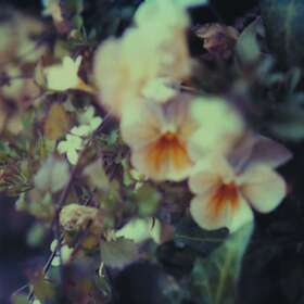 Every Hidden Color Luz LP