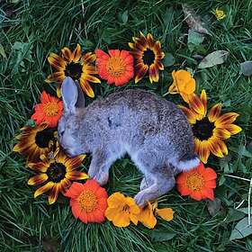 Monolord Your Time To Limited Edition LP