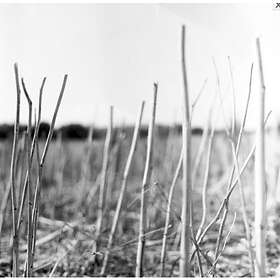 Recondite On (2022) LP
