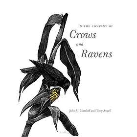 John M Marzluff, Tony Angell: In the Company of Crows and Ravens