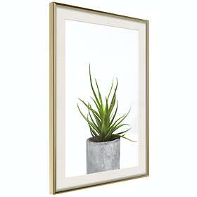 Artgeist Poster Affisch Haworthia [Poster] 30x45 A3-DRBPRP0577m_zr_pp