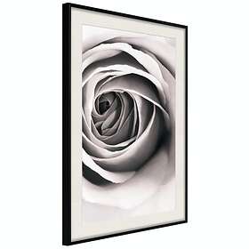 Artgeist Poster Affisch Rose Vortex [Poster] 40x60 A3-DRBPRP1089l_cr_pp