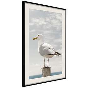 Artgeist Poster Affisch Seagull [Poster] 40x60 A3-DRBPRP0708l_cr_pp