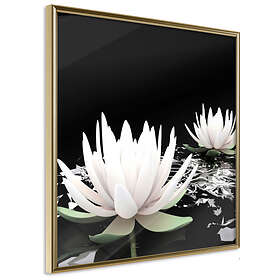 Artgeist Poster Affisch Lotus Flowers [Poster] 20x20 A3-DRBPRP0033_zr
