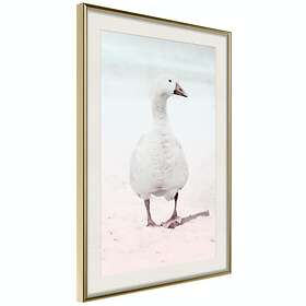 Artgeist Poster Affisch Winter Duck [Poster] 30x45 A3-DRBPRP1553m_zr_pp