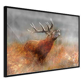 Artgeist Poster Affisch Roaring Deer [Poster] 60x40 A3-DRBPRP0047l_cr
