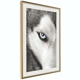 Artgeist Poster Affisch Dog's Look [Poster] 40x60 A3-DRBPRP0552l_zr_pp ...