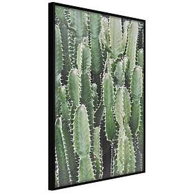 Artgeist Poster Affisch Cactus Garden [Poster] 20x30 A3-DRBPRP0664s_cr