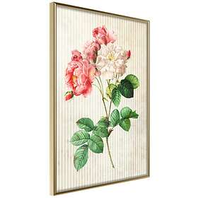 Artgeist Poster Affisch Heavenly Rose [Poster] 40x60 A3-DRBPRP1167l_zr